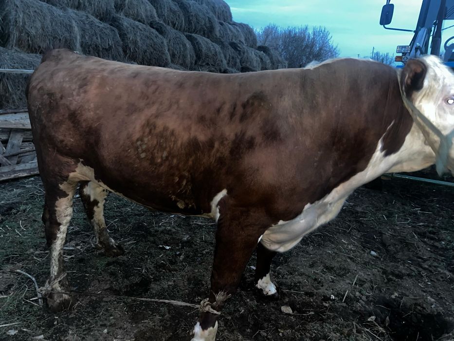 Семіз Откорм бұқалар