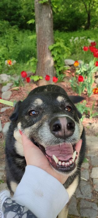 Разходка на кучета, грижи за котки и други домашни любимци. Цени.