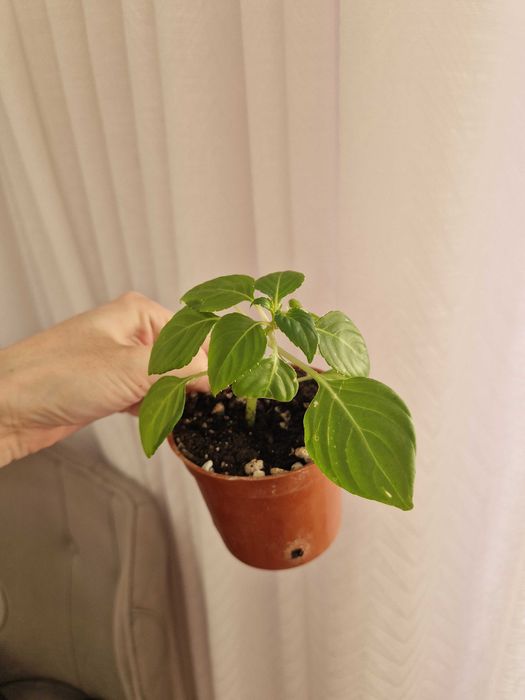 Бальзамин черенки