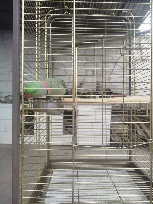 Продается попугай