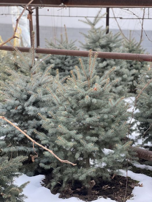 Archalar Galubaya El sfati zor