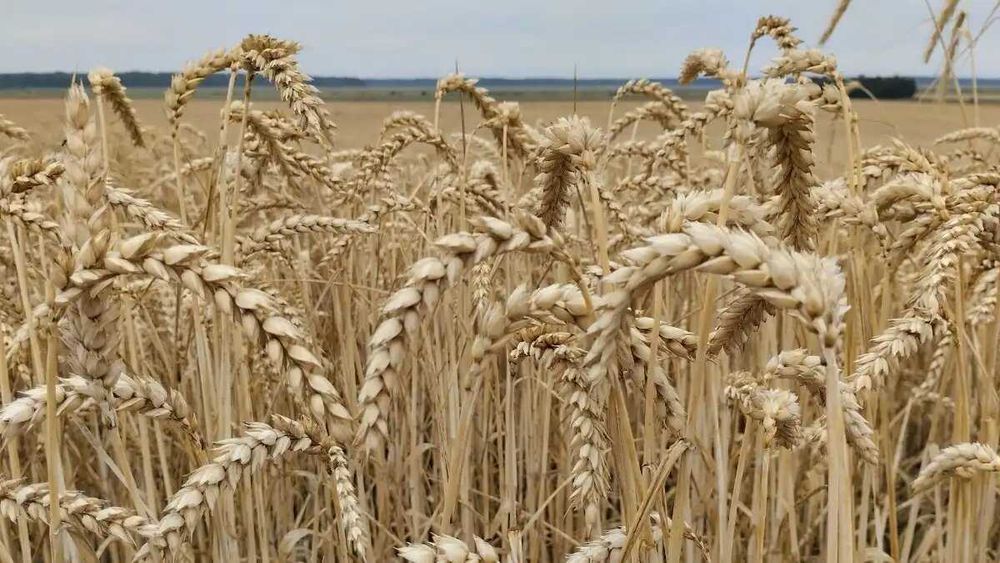 Продам Пшеницу 25 клейковина