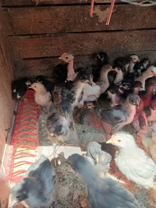 Boboci de rață mută cicolatie si pui de gaină