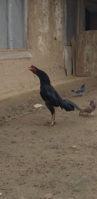 8 ойлик зоти таен шаму