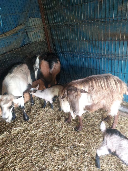 Capre de vanzare și țap alpin francez