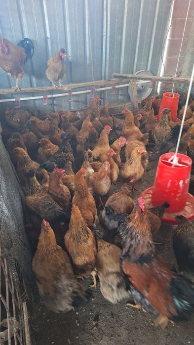 Домашние курицы 7 месяцев