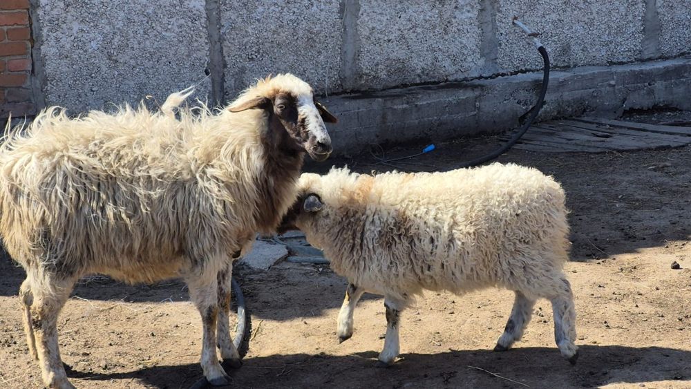 Продам матку с барашкой