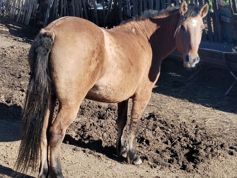 Кабыла продаётся    .