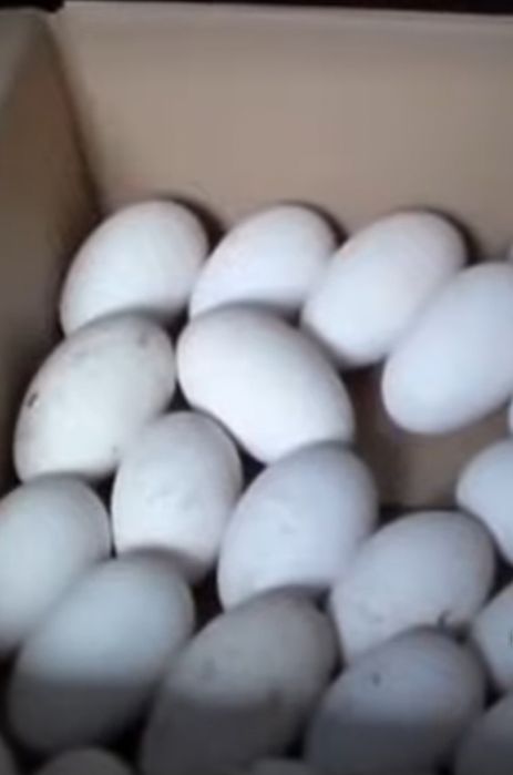 Продам яйцо гуся