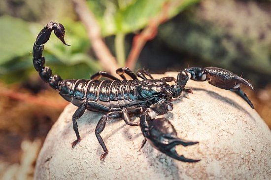 скорпионы крупные heterometrus