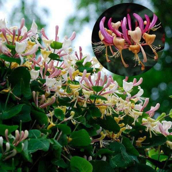 Саженцы Девичьего винограда и Жимолист (Каприфоль) - вьющиеся