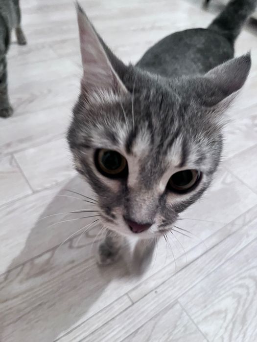 Отдам кошек в добрые руки