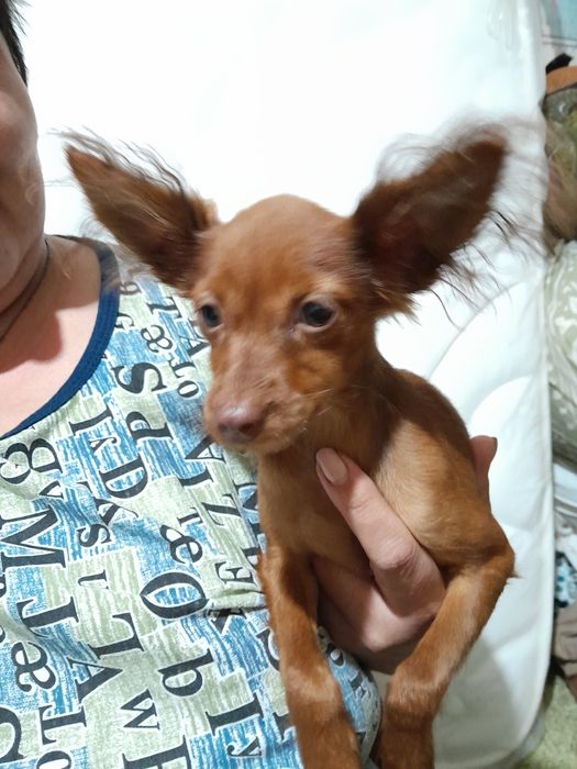 Продам щенков русского той терьера