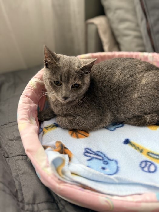 Нежно коте, кастрирано, безплатно