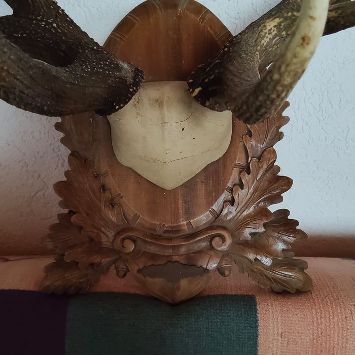 Trofeu coarne de cerb