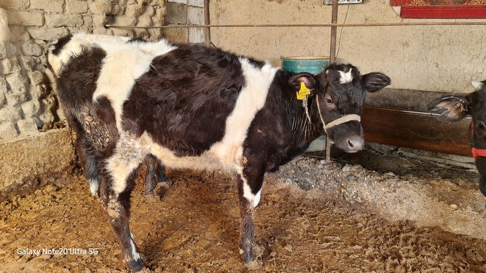 8 бас қашар сатылады