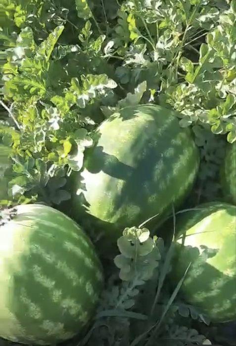 Семена арбуза ХАНЗАР