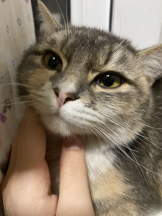 Срочно продается кошка