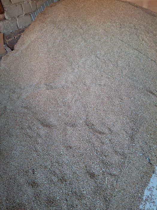 Grâu de vanzare 19 ron banicioru