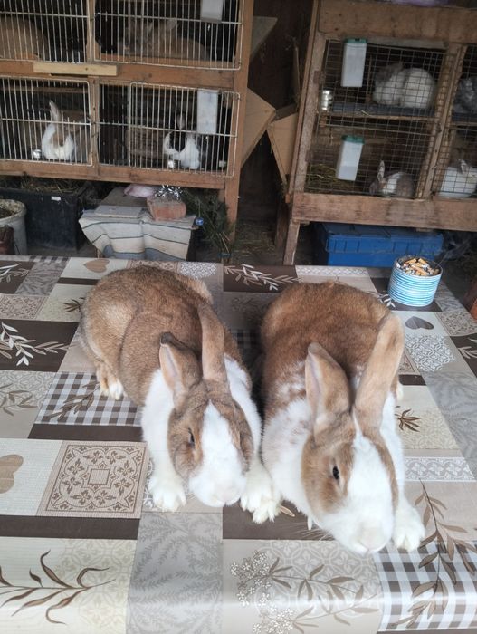 Iepuri hycole francez