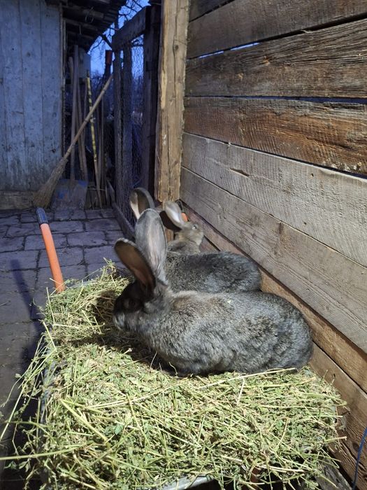 Iepuri uriaș german