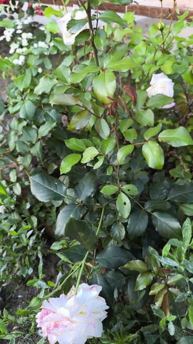 продам шикарный дом