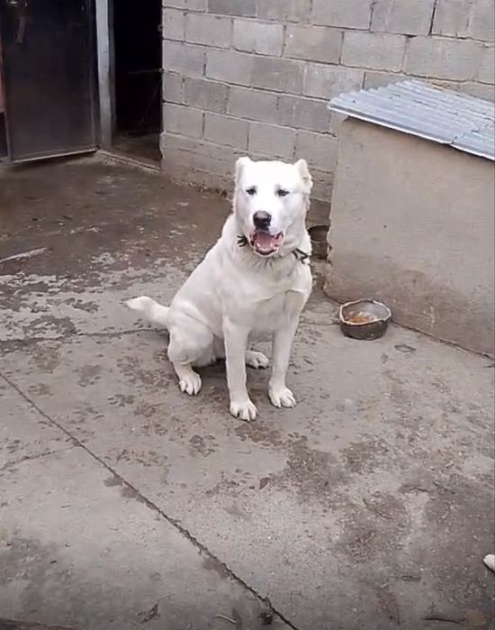 Продам собаку алабай