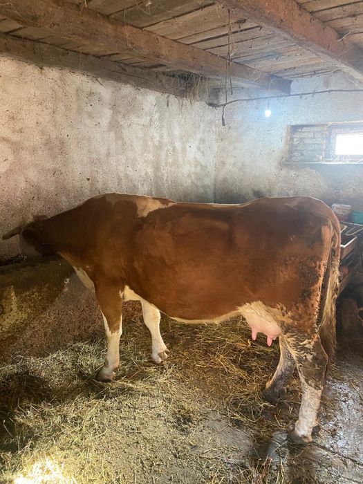Vând vacă cu vitel
