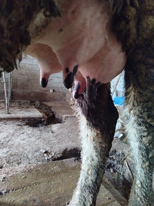 Дойная корова продаётся