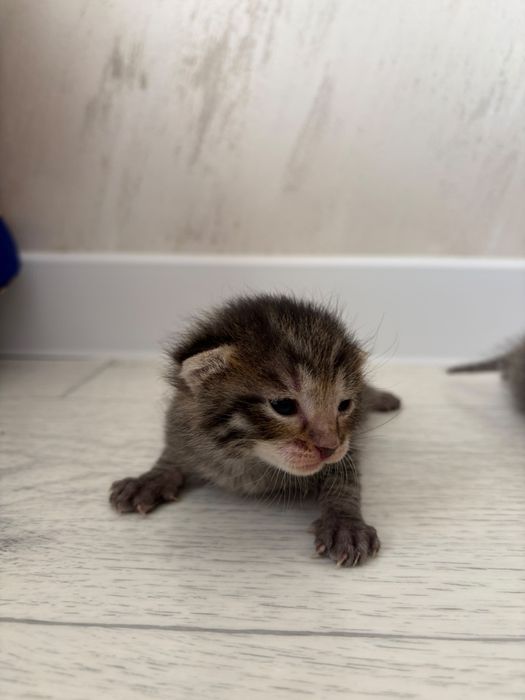 Отдам котят в добрые руки