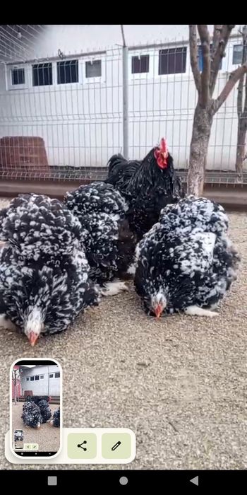 Oua cochinchina uriaș bobat