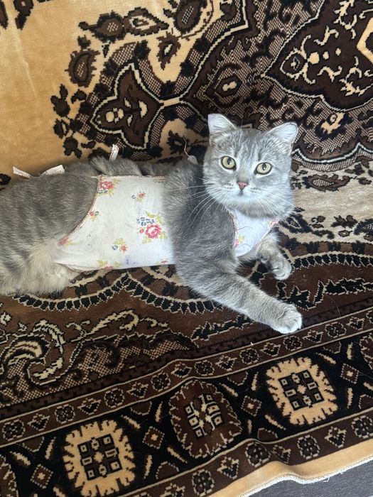 Кошки Аксу бесплатно