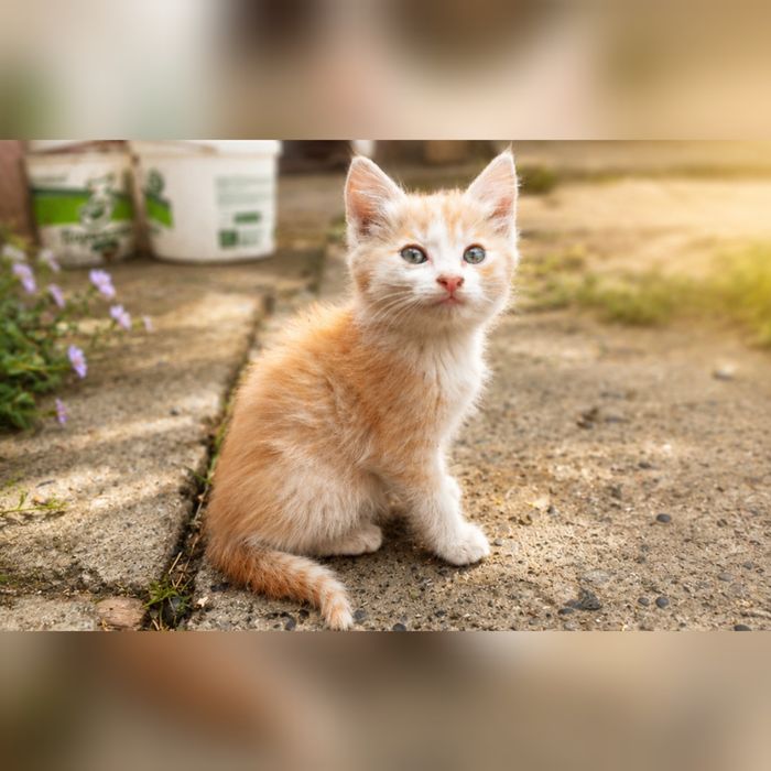 Котята от мышеловки