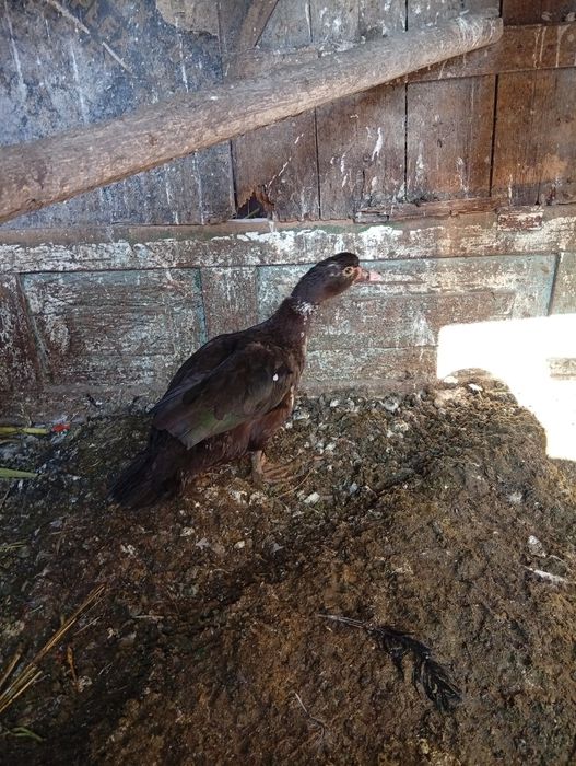 Продам утку.     .