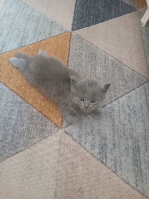 Отдам котят в хорошии руки
