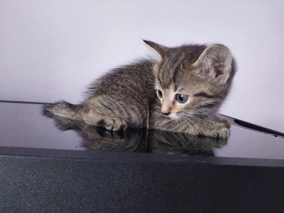 Отдам даром котят