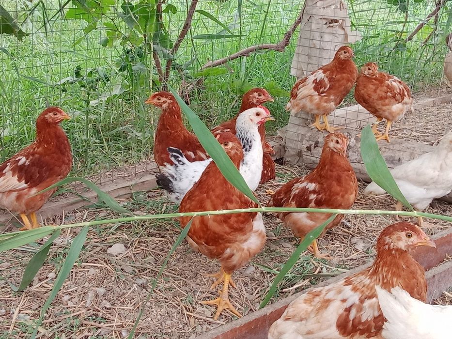 Балапандар пародалы