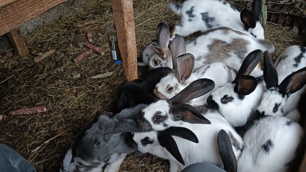 Vând iepuri fluture