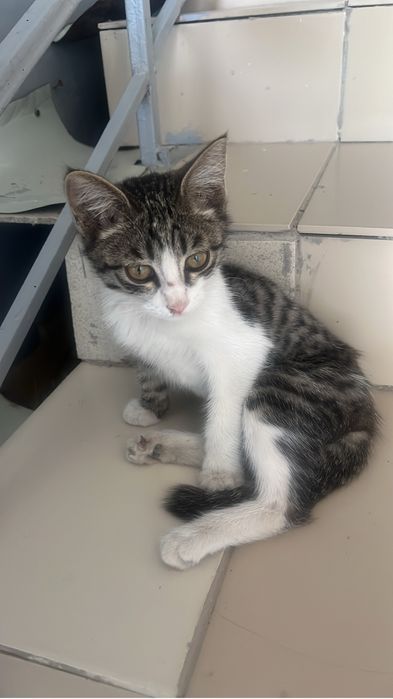 Котенок в добрые руки