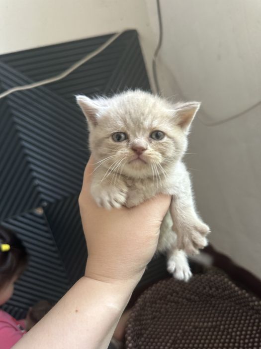 mushu sotladi toza zotli