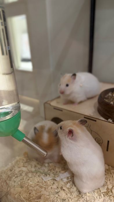 Хомяки сирийские короткошерстные и длинношерстные