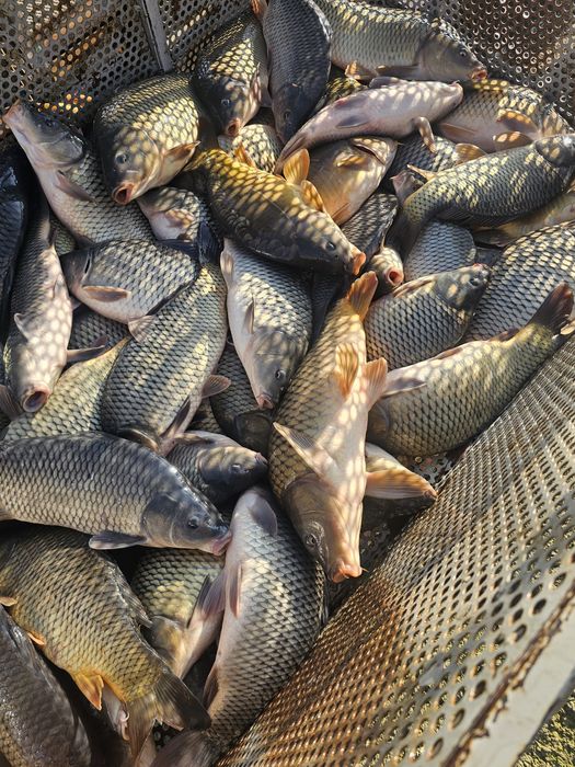 Caras pentru pescuit