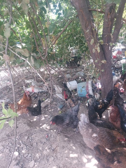 Ене мен күйеу бала порно онлайн орыс тілінде