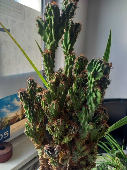 Кактус дерево 62 см