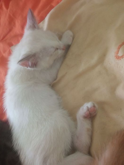 Mushuk bolalari 3 oylik ovqat korim yeydi