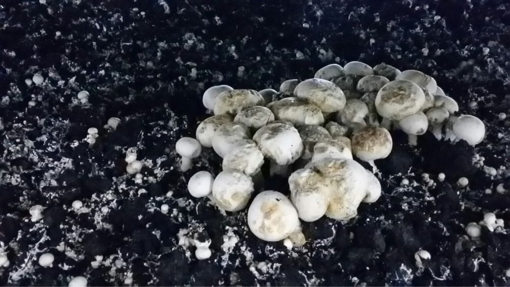 Дерозал Евро