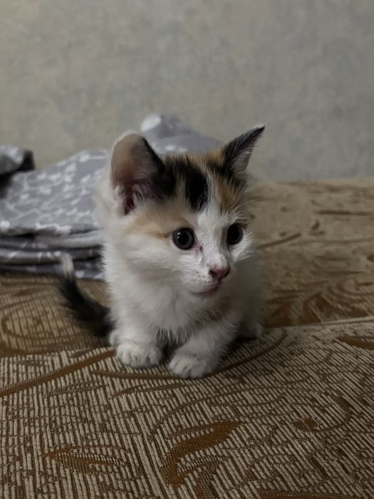 имя йогурт. тез арада өздеріңіз алып кете аласыздар.