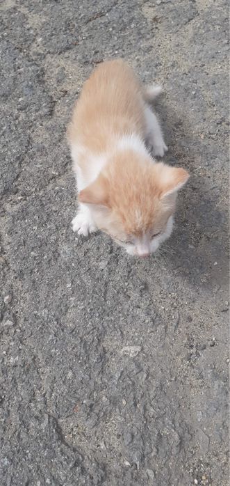 Отдам котят бесплатно