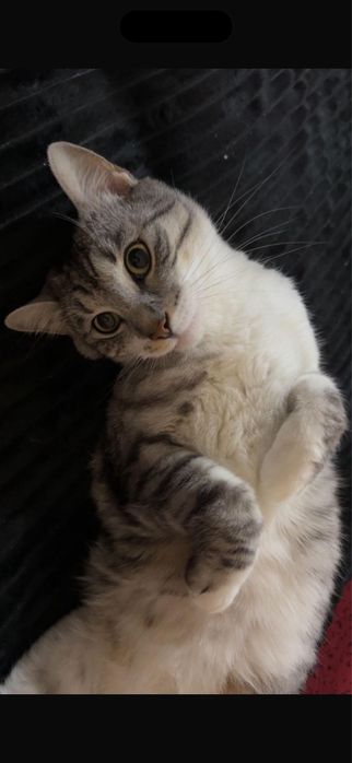 Ofer spre adoptie motan