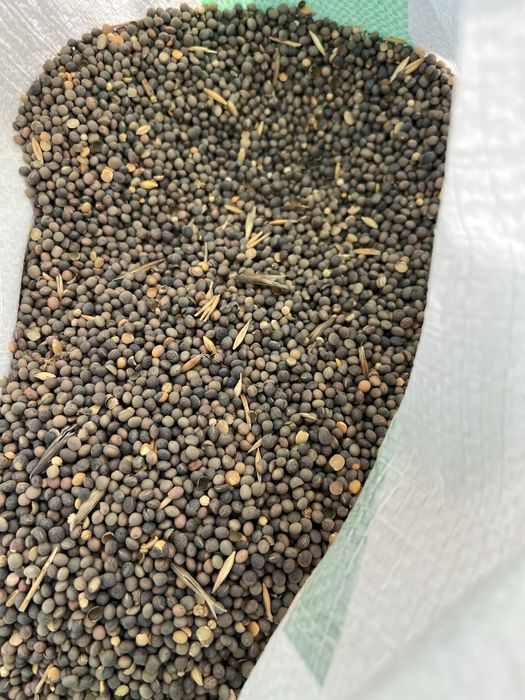 Mazariche de primavara